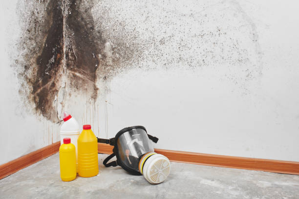 Best Attic Mold Removal  in Boron, CA