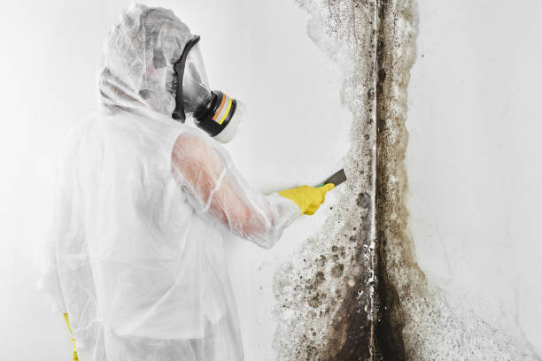 Certified Mold Removal in Boron, CA