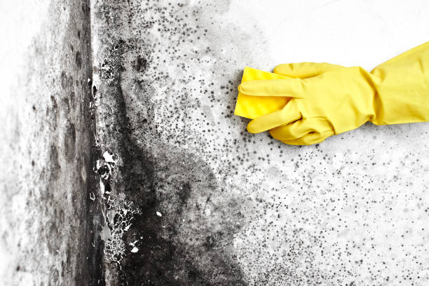 Home Mold Removal in Boron, CA