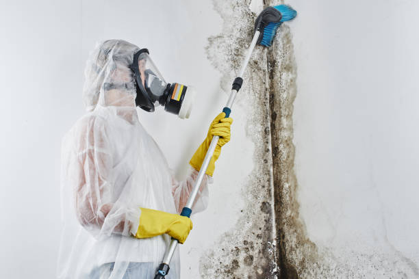Best Residential Mold Removal  in Boron, CA