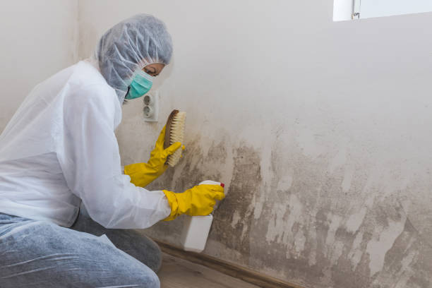 Best Attic Mold Removal  in Boron, CA