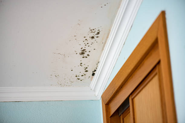 Best Commercial Mold Removal  in Boron, CA