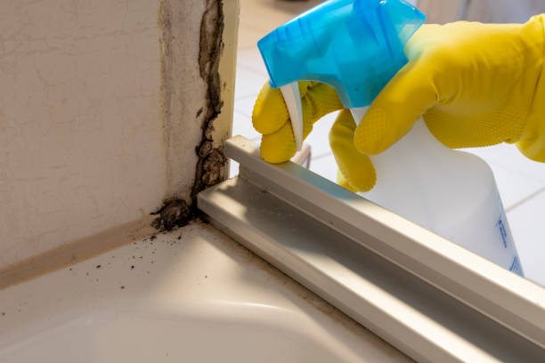 Best Mold Removal and Inspection  in Boron, CA