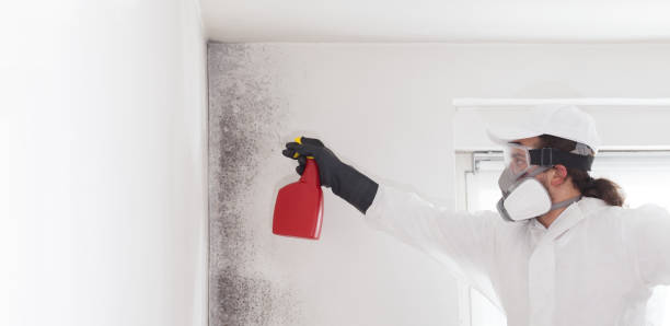 Best Home Mold Removal  in Boron, CA