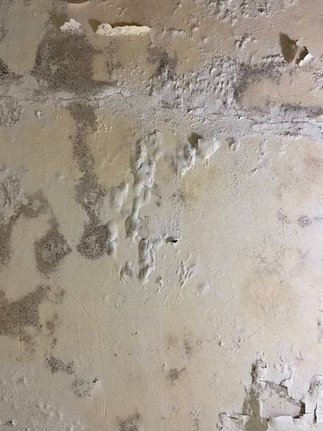 Best Black Mold Removal  in Boron, CA