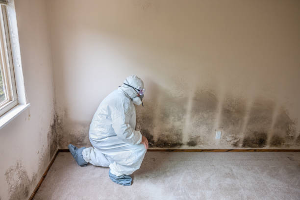 Professional Mold Removal in Boron, CA