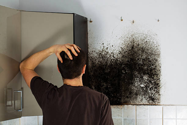 Mold Removal and Inspection in Boron, CA