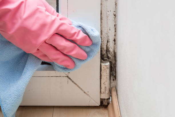 Best Mold Testing  in Boron, CA