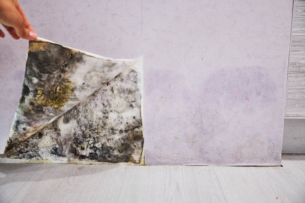 Best Fast Mold Removal  in Boron, CA